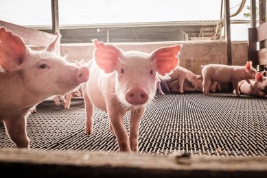 Proteins fermented by lactic acids altered the gut bacteria in very similar fashion as zinc oxide. Photo: Getty Images