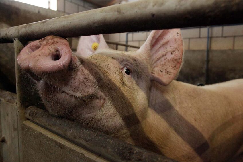 The findings of a new study show that mulberry leaves could reduce odour emissions in pig farming. Photo: Ton Kastermans